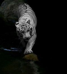 a white tiger walking across a body of water next to a large rock in the dark