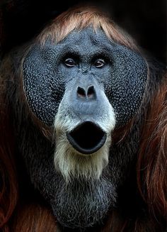 an adult oranguel looking at the camera with its mouth open and tongue out