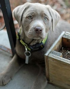 a brown dog sitting next to a wooden box filled with dirt on the ground and looking at the camera