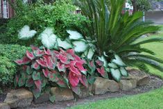 some plants and rocks in the middle of a yard