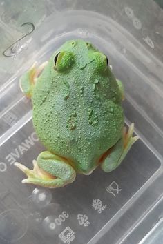 a green frog sitting on top of a plastic container