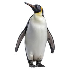 a penguin is standing up and looking at the camera