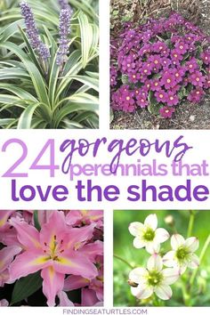 four different types of flowers with the words 24 gorgeous perennials that love the shade