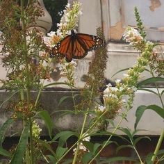 a butterfly sitting on top of a flower next to white flowers and green leaves in front of an old building