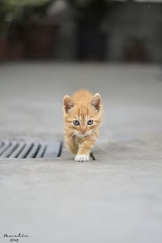 a small orange kitten walking across a cement floor next to a grate on the ground