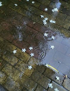 white flowers floating on the ground in a puddle