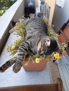 a cat laying on top of a flower pot with yellow flowers in it's mouth