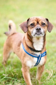 a small brown dog standing on top of a lush green field