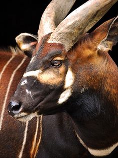 an antelope with large horns standing in front of a black background