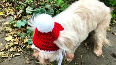 a small dog wearing a red and white knitted hat