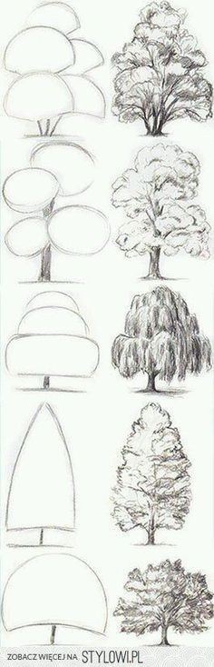 the different types of trees and their branches are shown in this drawing lesson, which shows how