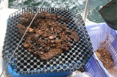 the food is being cooked on the grill by the water's edge, and ready to be eaten