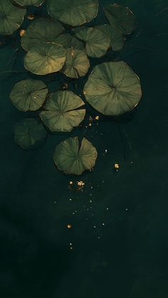 lily pads floating on the surface of water