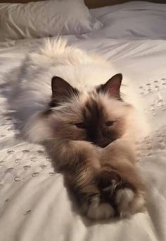 a fluffy cat laying on top of a bed