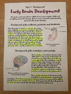 a piece of paper with an image of the brain and text on it, describing early brain development