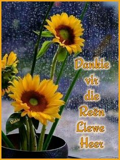 three sunflowers in a vase on a rainy day with the words dankie vir die reen ewe heer