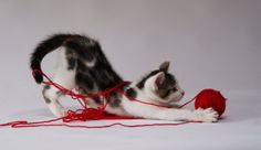 a black and white cat playing with a red ball of yarn on a white background