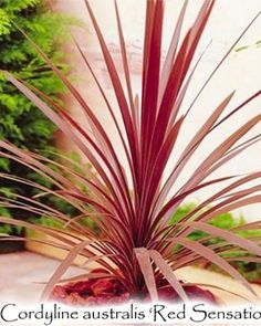 a red plant with long thin leaves in front of a green wall and text, cordyline australs'red sensationation