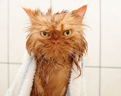 an orange cat is covered in a towel