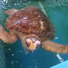 a large turtle swimming in the water