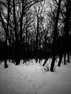 black and white photograph of trees in the snow