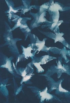 a flock of birds flying through the air