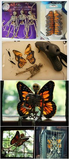 several pictures of different types of butterflies on display