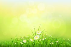 an image of grass and daisies in the sun with boket light background