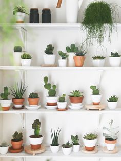 many potted plants are arranged on shelves