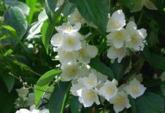 white flowers with green leaves in the background