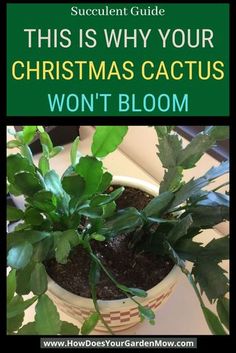 a potted plant with the words, this is why your christmas cactus won't bloom