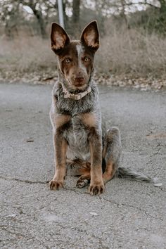 a brown and black dog sitting on top of a road