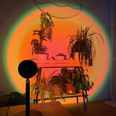 a room with potted plants in the corner and an orange circle on the wall