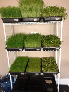 some plants are growing in trays on a shelve with black bins