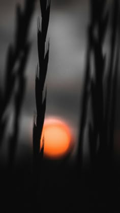 the sun is setting behind some tall grass