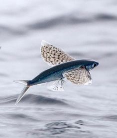 a fish is flying over the water