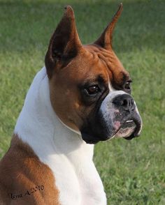 a brown and white dog sitting on top of a lush green field