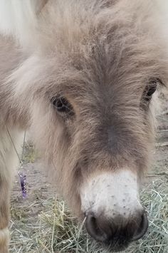 a close up of a donkey eating hay