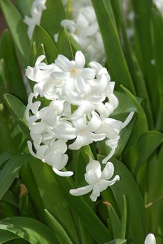 some white flowers are growing in the grass