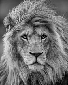 a black and white photo of a lion's face with long mane, looking at the camera