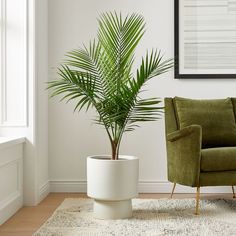 a living room with a green chair and a palm tree in the corner, next to a white planter