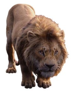 a large lion walking across a white background