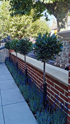 some plants are growing on the side of a brick wall in front of a sidewalk