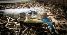 a blue tongued lizard laying on the ground with its head in it's mouth