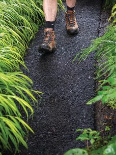 a man walking down a path between tall grass and bushes with his shoes in the air