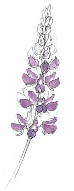 a drawing of purple flowers on a white background