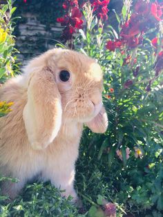 a rabbit is sitting in the grass near some flowers and plants with its ears up