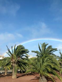 palm trees with a rainbow in the background