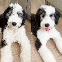 two pictures of a black and white dog laying on the floor