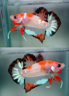 two pictures of an orange and white fish